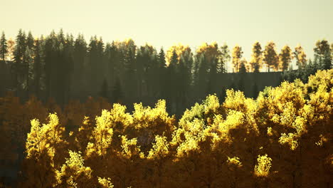 Magical-yellow-trees-glowing-in-the-sun