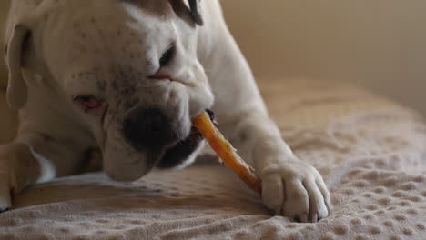 White-boxer-dog-holding-and-chewing-dog-treat-on-bed,-close-up-shot