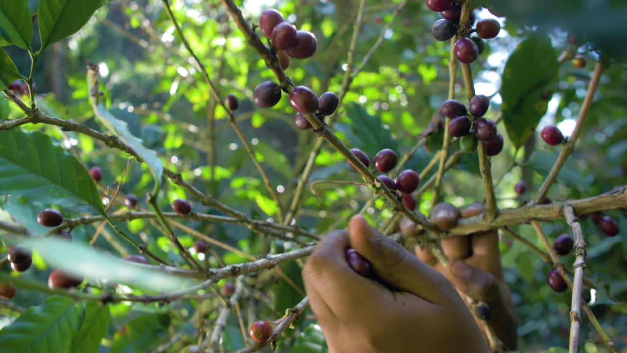 un primer plano de las manos de un agricultor recogiendo granos de café maduros rojos del árbol en el salvador