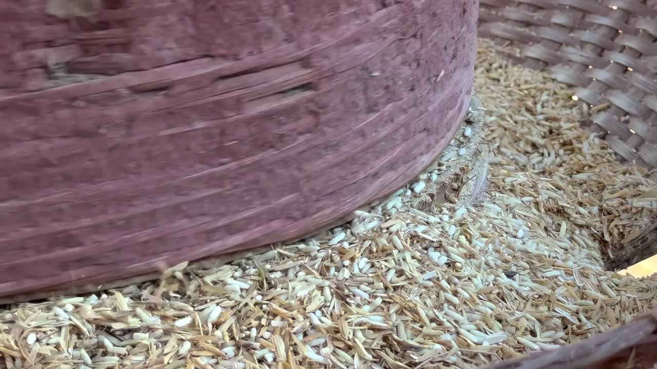 Detailed view of rice husks being separated by traditional milling equipment.