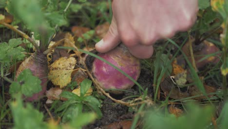 single turnip pulled from soil harvested. close up