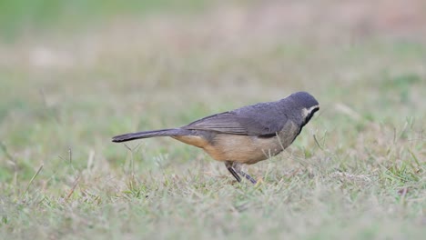 Lindo-Pájaro-Saltador-De-Pico-Dorado,-Saltator-Aurantiirostris,-Alimentándose-De-Insectos-En-La-Hierba