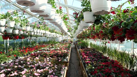 flores y plantas en una gran tienda de jardín a cámara lenta