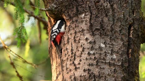 Great spotted woodpecker walks around tree nest entrance holding insect. Pauses, checks inside hole, and appears to wait or prepare before feeding chicks