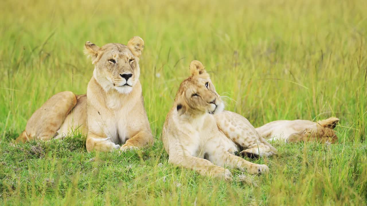 langzame beweging van de trots van leeuwen in lang savanne gras, afrikaanse wilde dieren safari dier in maasai mara national reserve in kenia afrika, twee krachtige vrouwelijke leeuwinnen close-up in savanne grassen lage hoek
