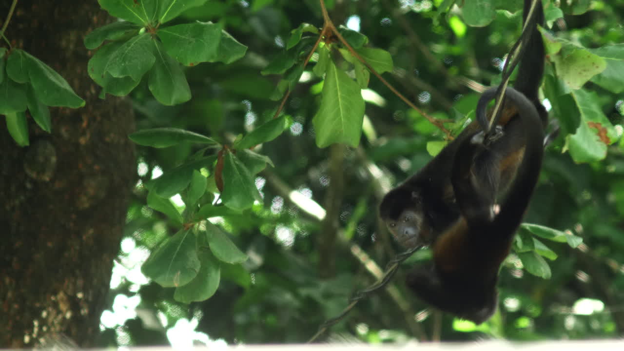 общий снимок обезьян, поднимающихся на дерево.