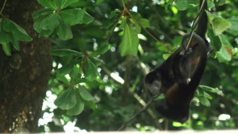 disparo general de monos subiendo a un árbol