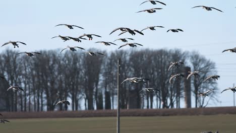 Tausende-Von-Gänsen-Fliegen-über-Felder-Und-Fressen-Müsli