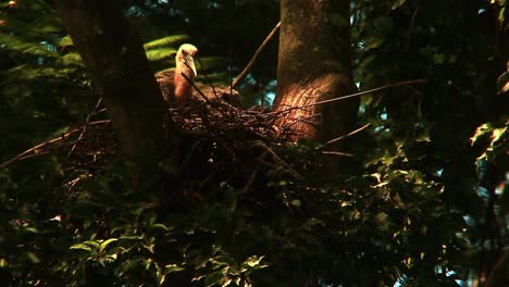 Buff-Necked-Ibis-Im-Brasilianischen-Wald-Beim-Nestbau