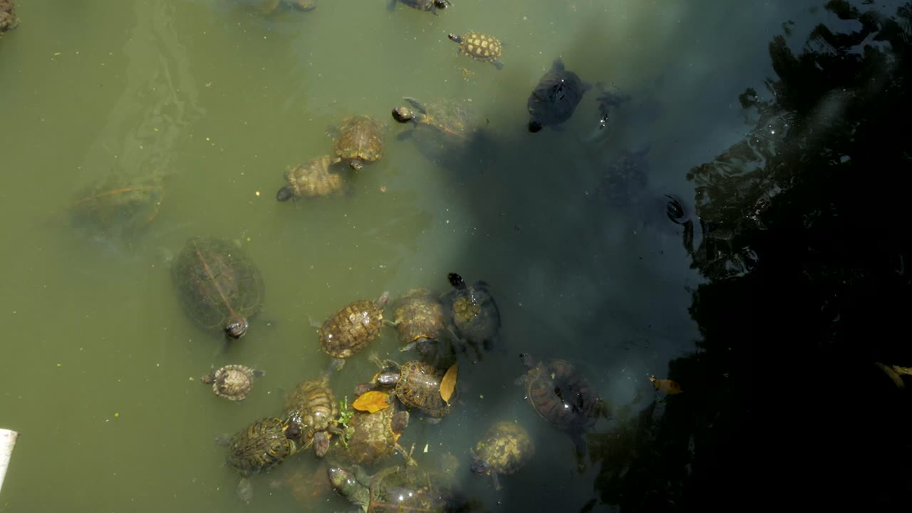Endangered Creep Of Tortoises Eating Falling Vegetation Free Stock ...