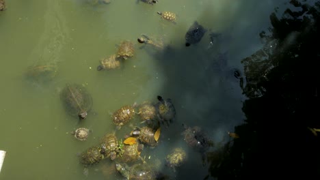 endangered creep of tortoises  eating falling vegetation