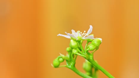 Das-Video-Zeigt-Eine-Gelbe-Schwebfliege-Auf-Blüten-Der-Venusfliegenfalle