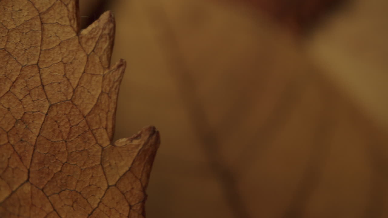 macro disparo de hojas