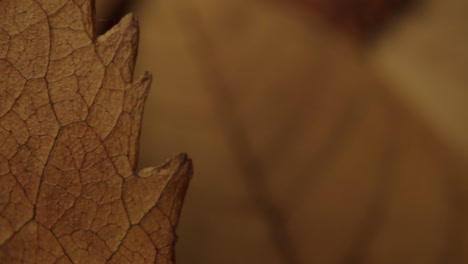 tiro macro de hojas