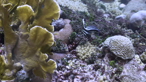 Adult-Spotted-drum-swimming-up-and-down-in-front-of-healthy-coral-reef-in-the-caribbean-ocean-in-curacao