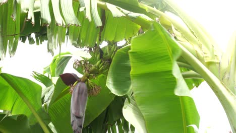 manojo de verde en el jardín