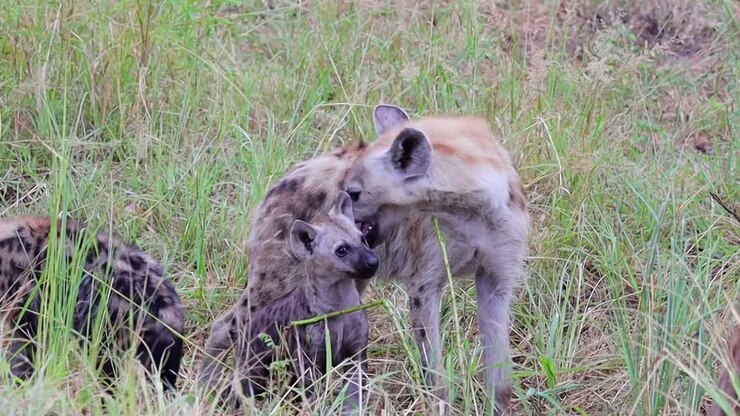 Iena adulta morde teneramente e giocosamente il collo del cucciolo nella savana, fauna selvatica africana.
