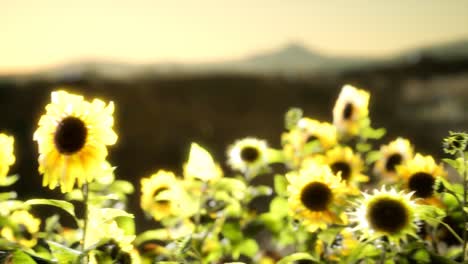 Sunflower-field-on-a-warm-summer-evening