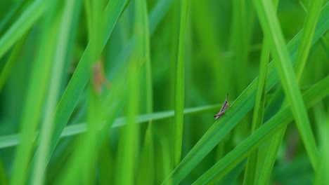 wide view of small grasshopper among green long grass in meadow