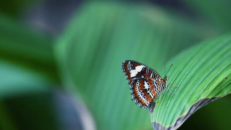 butterfly resting on a green leaf