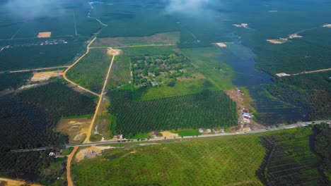 Cinematic drone footage of Oil Palm Plantation in Riau, Indonesia as the country is the world's biggest producer and consumer of the commodity, providing about half of the world's supply.