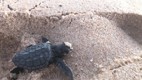 baby sea turtle closeup crawling on sand with difficulty and much effort during its journey on the way to reach the ocean for the first time