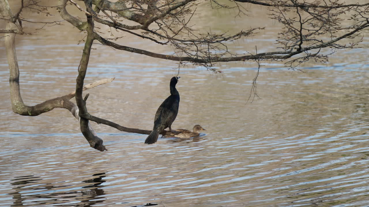 el gran cormorán, conocido como el cormorán negro o kawau, encaramado sobre la rama del árbol del río