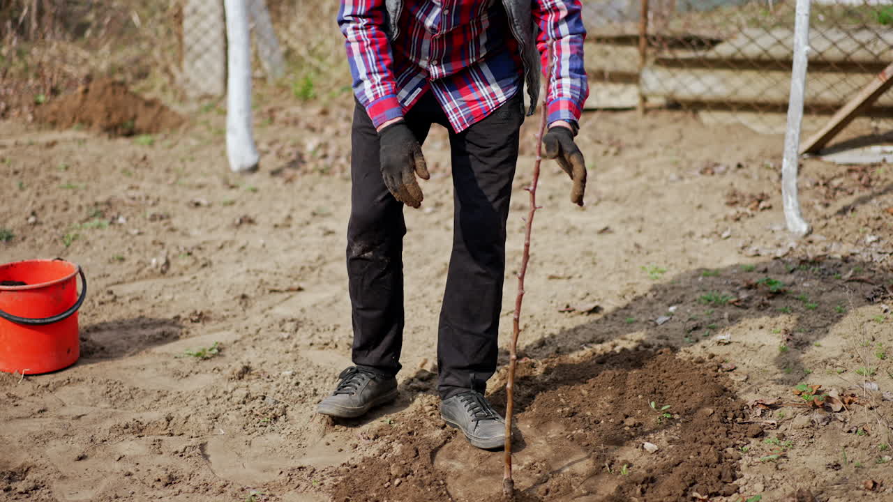 Man has planted a young tree and steps on the ground around it. Farmer working in the fruit garden.