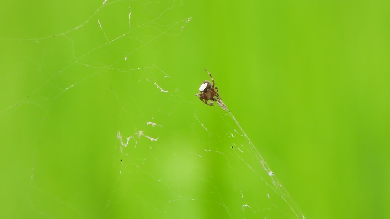 ragno che fa ragnatela nell'erba.