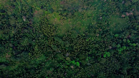 Fondo-De-árboles-Y-Dosel-Visto-Desde-Una-Parte-Superior-Aérea-Hacia-Abajo-Para-Inclinar-La-Vista-Desde-Lejos