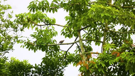 Paloma-De-Cuco-Marrón-Sentada-En-Una-Rama-De-árbol-Y-Luego-Volar-En-Bangladesh