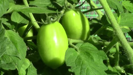 closeup of two green unripe plum tomatoes growing on a vine in a greenhouse