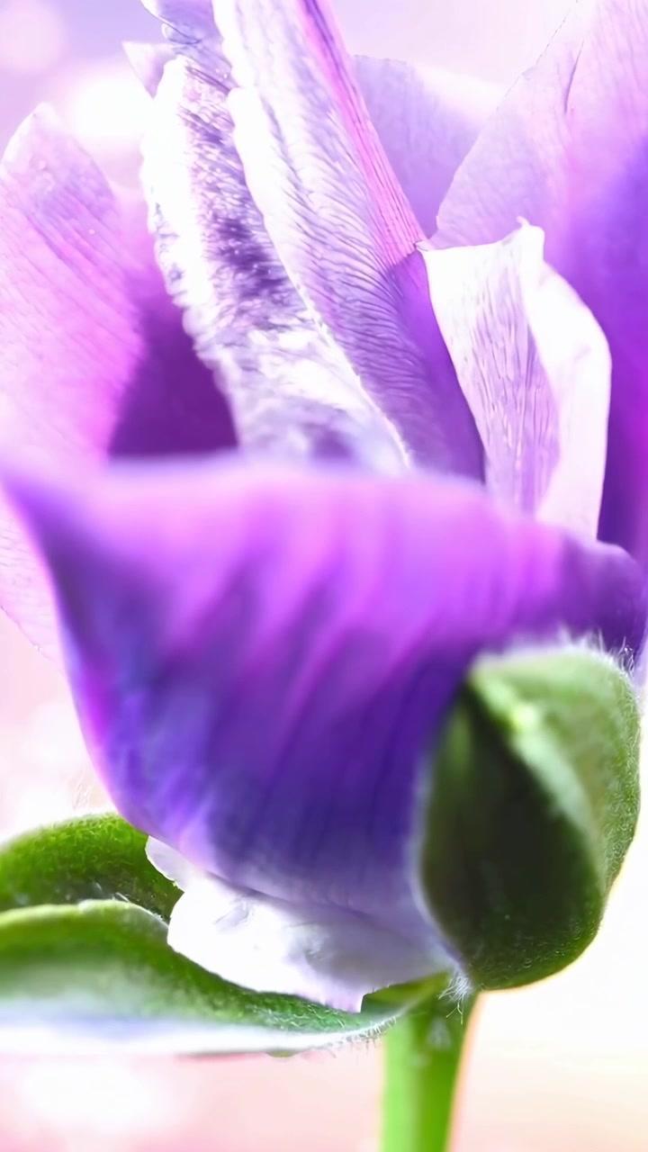 Makro-time-lapse af en lilla blomsterknop, der blomstrer med vanddråber