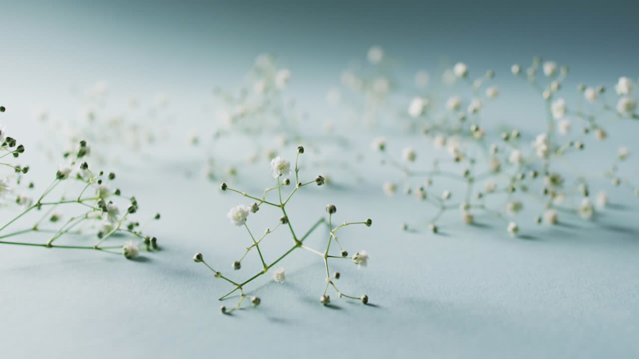 다중  꽃의 비디오와 파란색 배경의 복사 공간