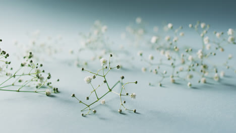 video de múltiples flores blancas y espacio de copia en fondo azul