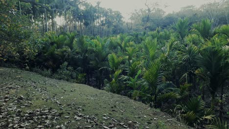 Beautiful-scene-with-areca-plantation-at-sunset.-Static