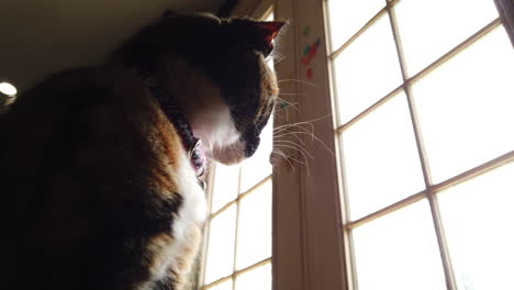 a low angle of a beautiful calico cat looking around outside watching birds from a kitchen door