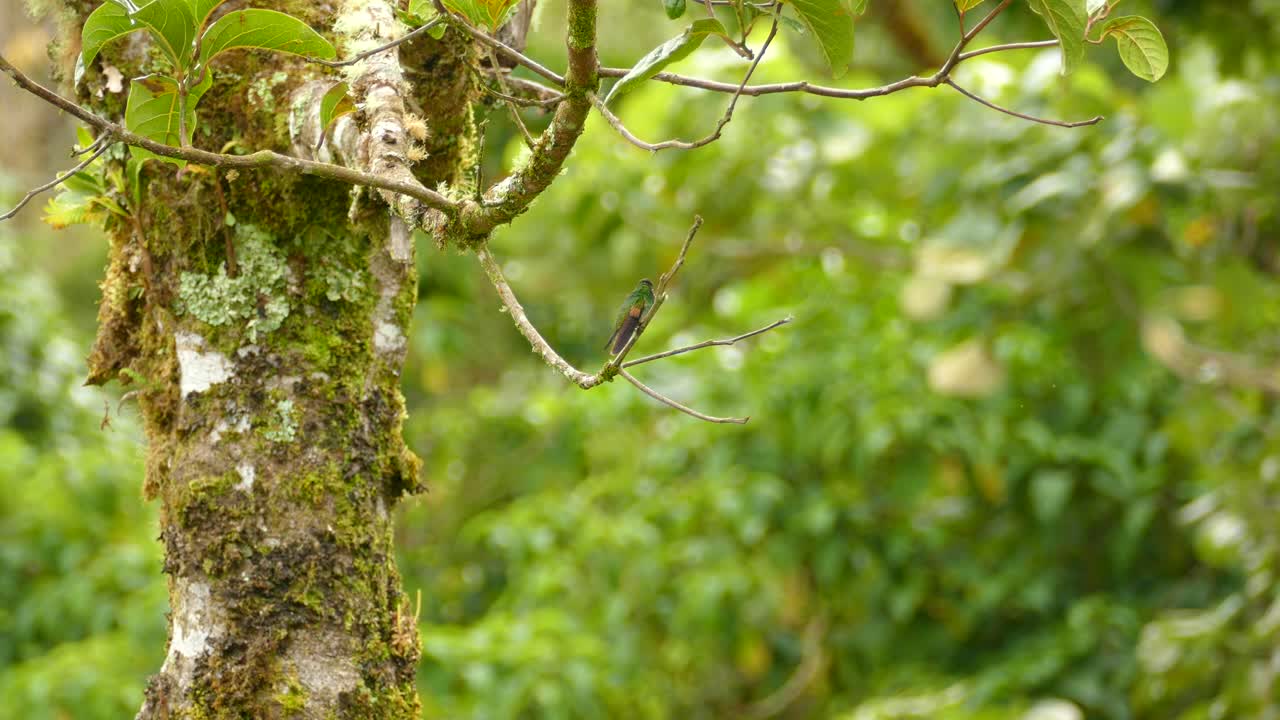colibrí de cola rufa posado en una pequeña rama en medio de la selva tropical de costa rica