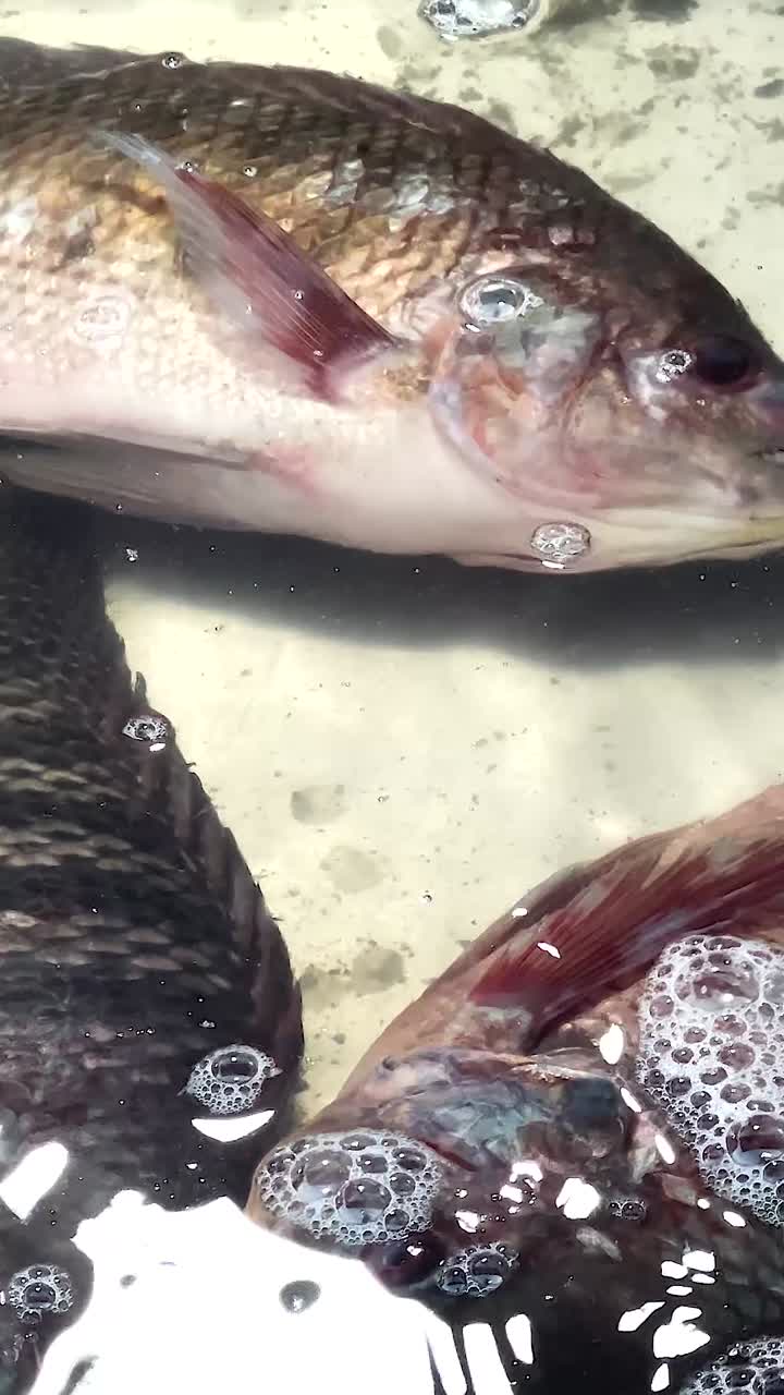 peces vivos en el agua en el puesto del mercado
