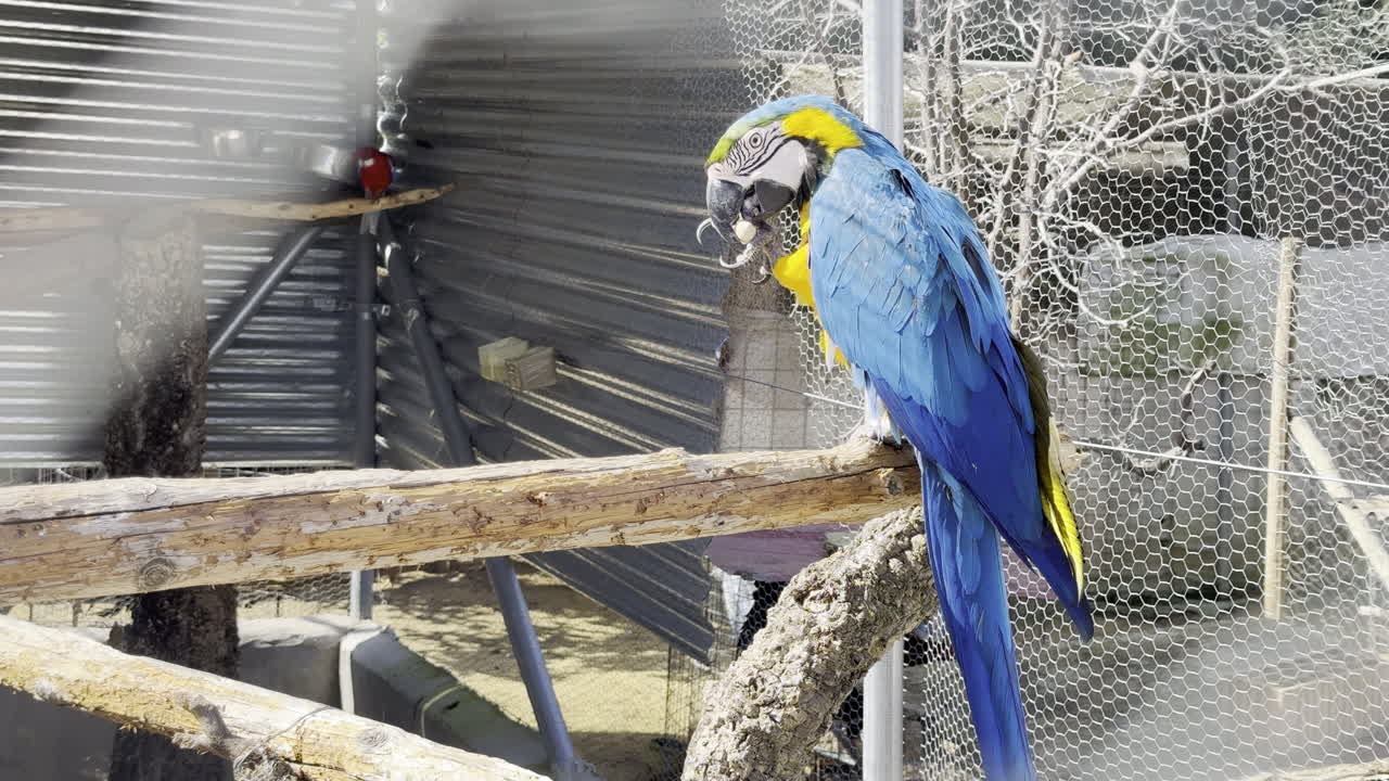 Blue and yellow macaw perched on wood near a red finch in a wire enclosed aviary