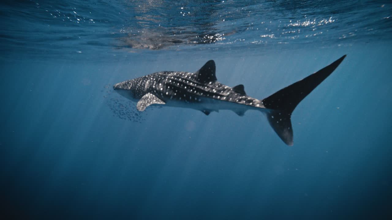 물속에서 고래 상어의 느린 동작 전체 몸 모습과 물고기 무리