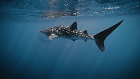 Underwater-view-of-whale-shark-in-slow-motion-full-body-view-with-school-of-fish