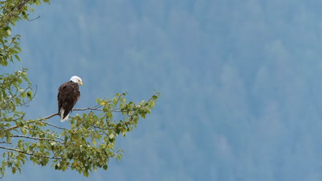 bald eagle sits majestically on tree branch with bokeh forest beyond