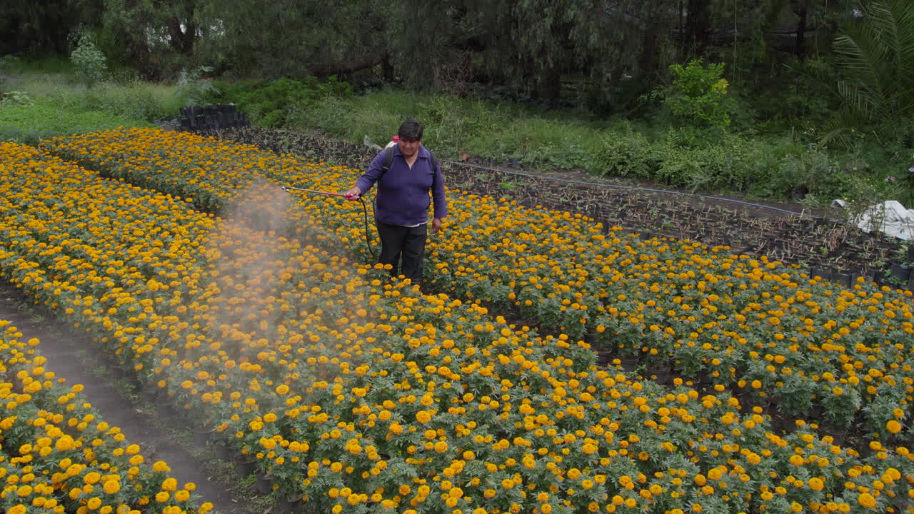 Video drone di un uomo messicano che irrora un campo di cempasúchil a Xochimilco, Città del Messico.