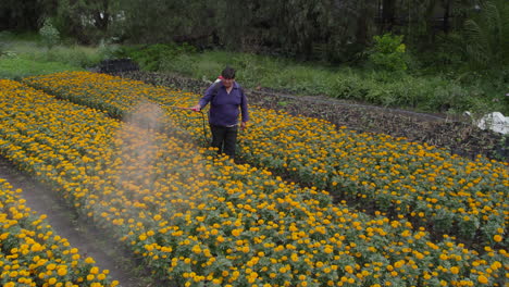 drone video of a mexican man spraying a field of cempasuhil in xochimilco, mexico city