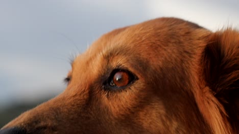 Einen-Glücklichen-Braunen-Hund-Am-Strand-Streicheln