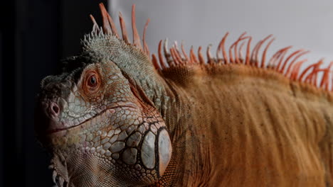 green iguana tilts head curiously isolated in front of black and white background - close up