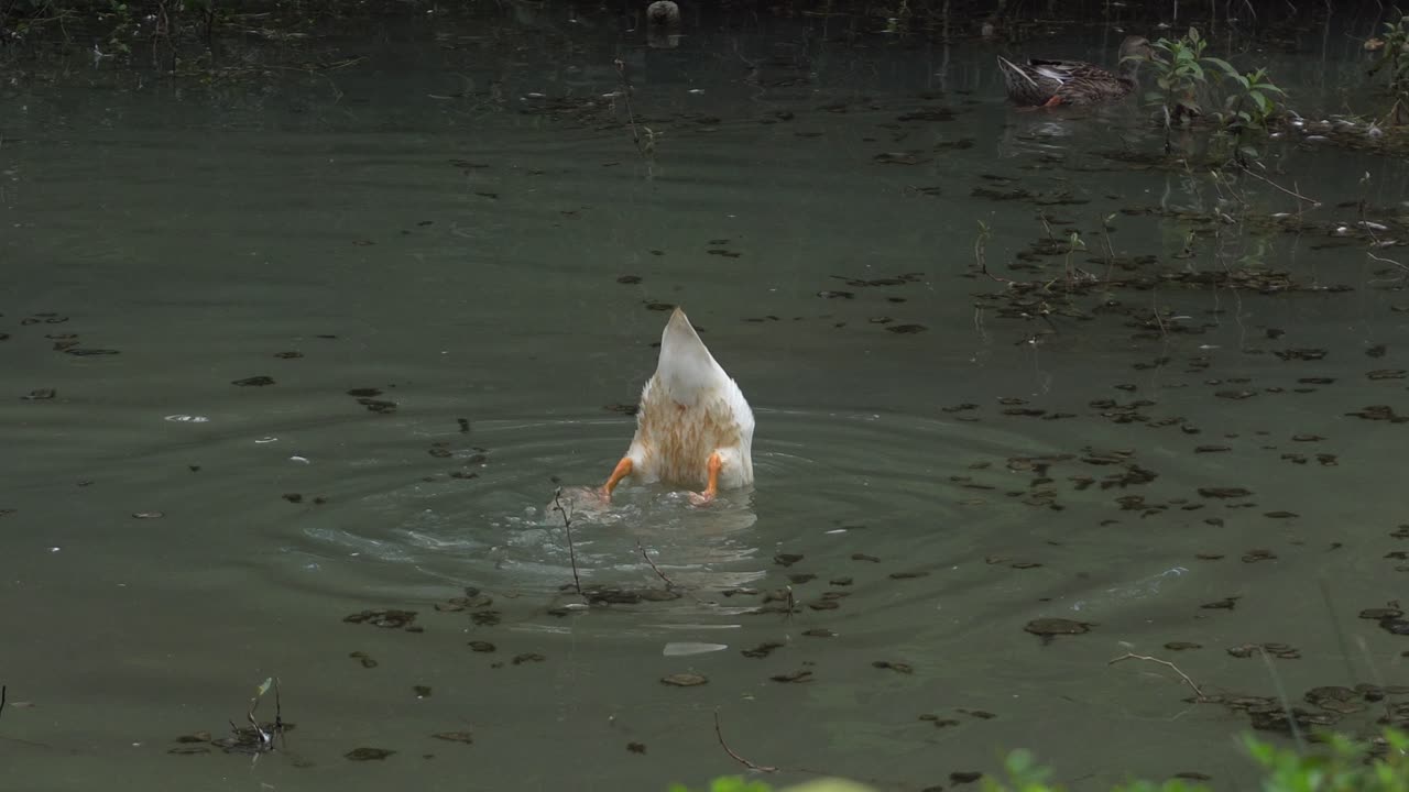 White ducks swim in the river in park