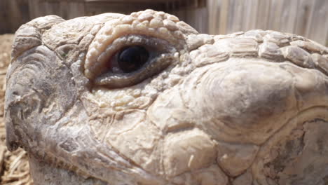 side profile tortoise blinking slow motion