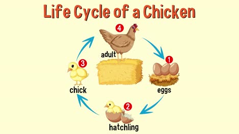 educational animation depicting stages of chicken life cycle